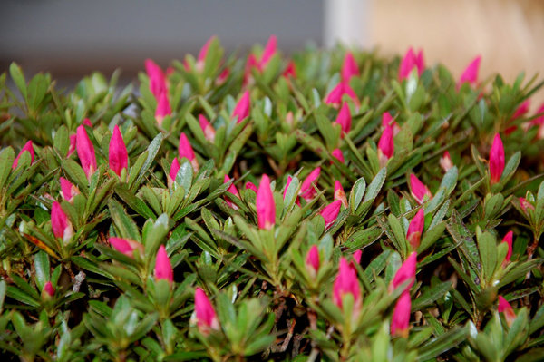 58-Blüte.jpg