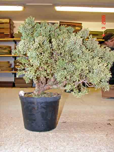Juniperus Sinensis 03 vor Gestaltung.JPg