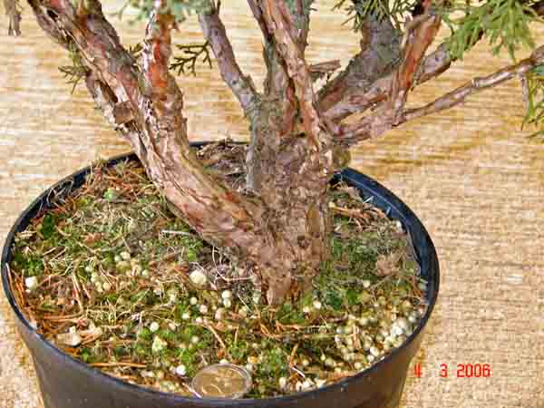 Juniperus Sinensis 05 vor Gestaltung Astansatz.JPG