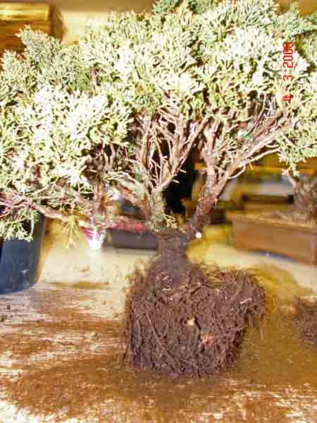 Juniperus Sinensis 08 Herausarbeitung Nebari.JPG