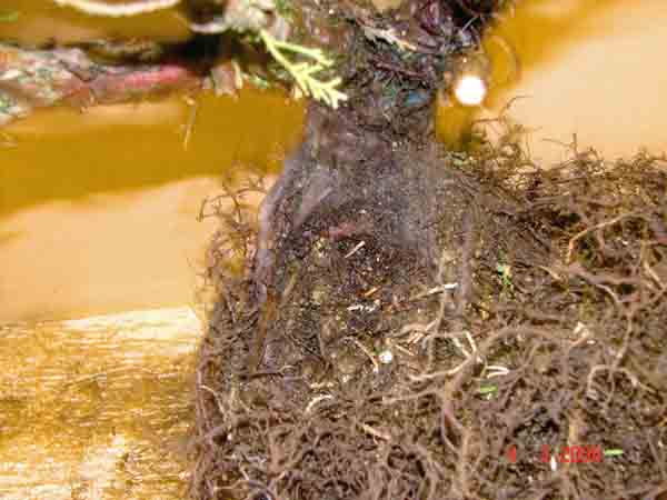Juniperus Sinensis 10 Herausarbeitung Nebari.JPG