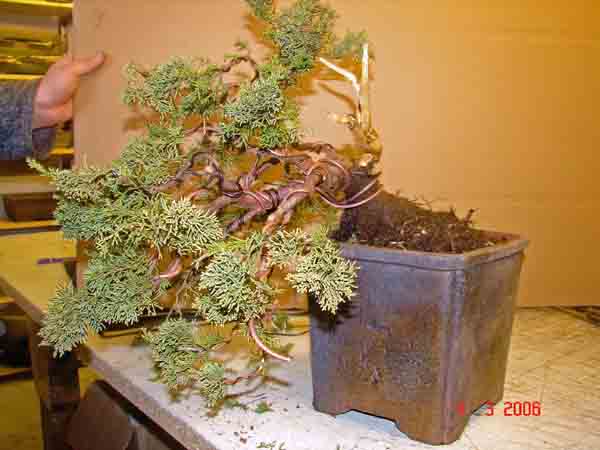 Juniperus Sinensis 13 Nach Grobgestaltung.JPG