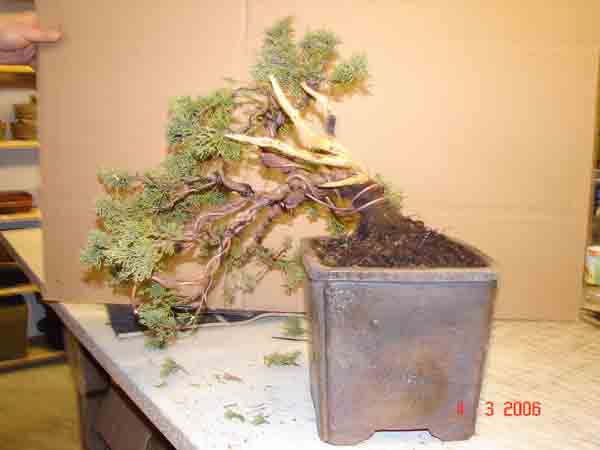 Juniperus Sinensis 12 Nach Grobgestaltung.JPG