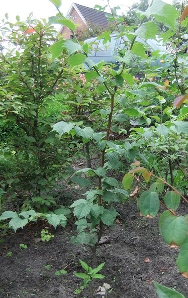 Ein halbes Jahr im Beet und die Ulme geht ab