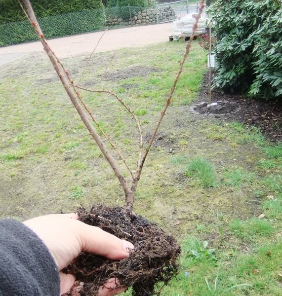 Eine der größeren Tamarisken vor dem Auspflanzen
