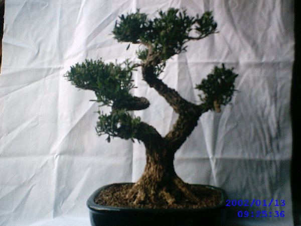 buxus.jpg