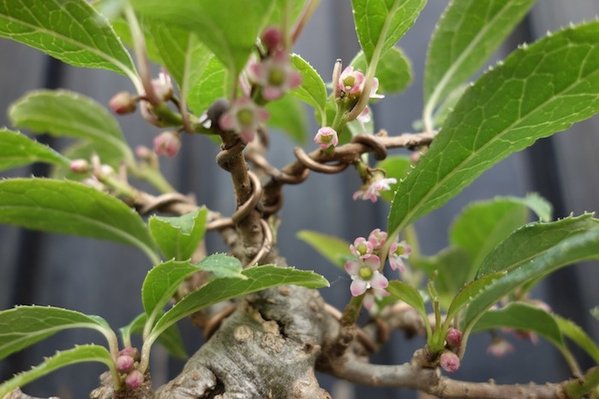 Ilex.1.JPG