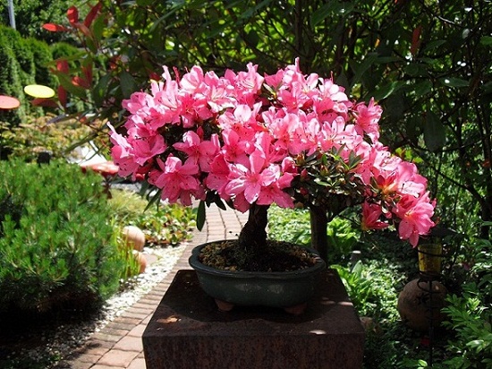 140608_azalee.jpg