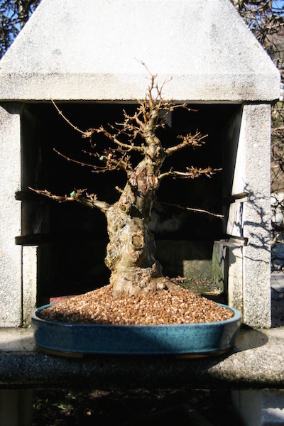 2011 nach Umtopfen in Tokoname Schale