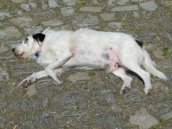 geschlafen,