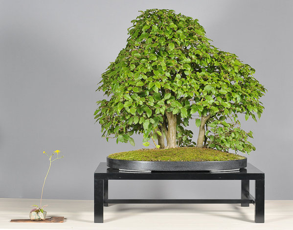 Carpinus-Jürg-Stäheli.jpg