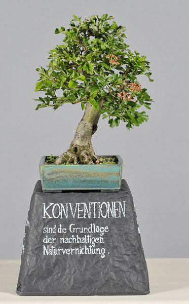 Crataegus-Tom-Lampe.jpg