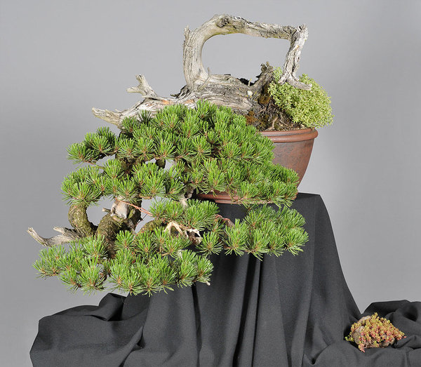 Pinus-Klaus-Nadler.jpg