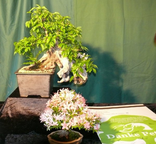 Klausos schöner Cornus wirkte in natura tausendmal stärker als auf Fotos