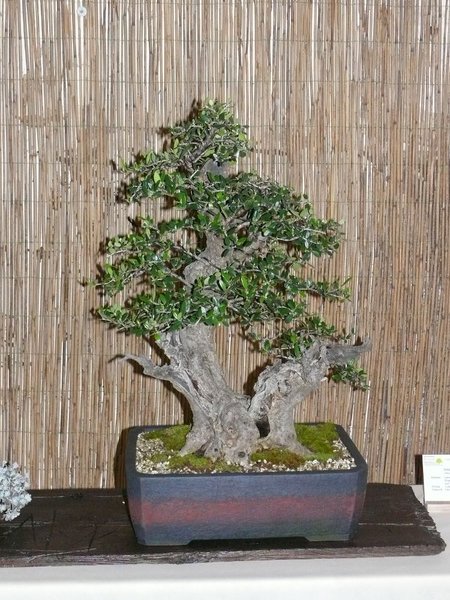 P1100340k.JPG
