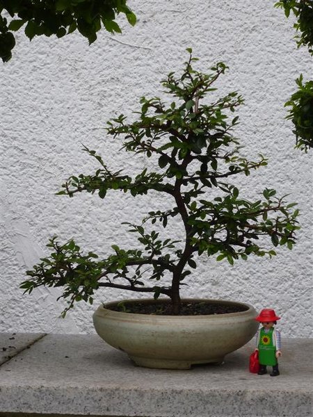 Ulmenwettbewerb M (Individuell).JPG