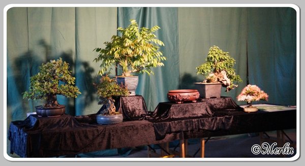 BFFSommerfest2014_Merlin_3.jpg