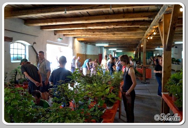 BFFSommerfest2014_Merlin_7.jpg