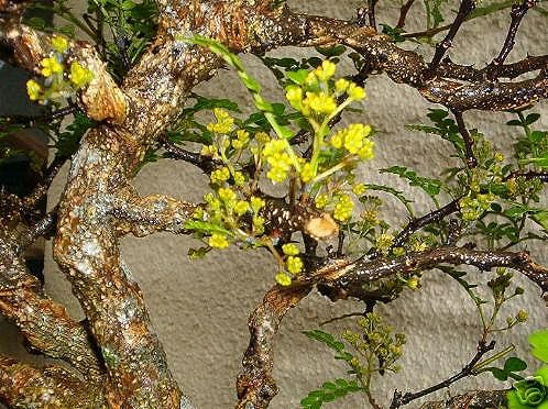 Pfefferbaum Blüte.jpg