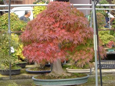 1 Acer.jpg