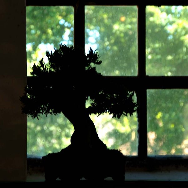 Fenster