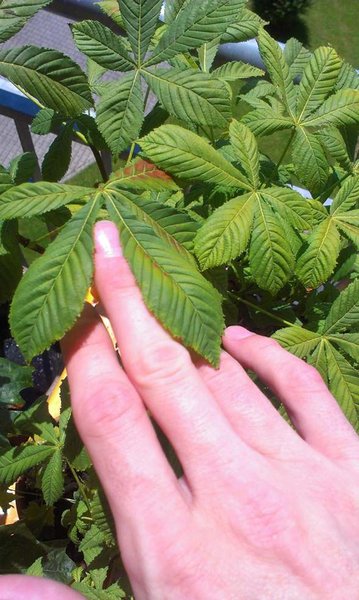 IMAG0869 (Copy).jpg
