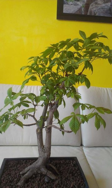 IMAG0873 (Copy).jpg