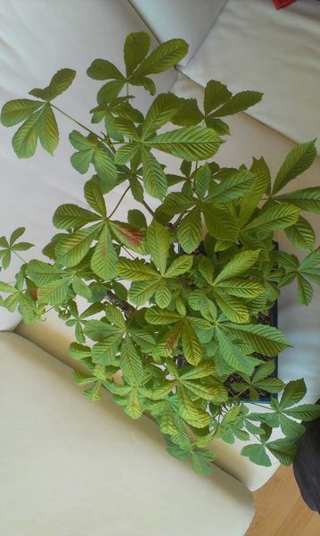 IMAG0876 (Copy).jpg