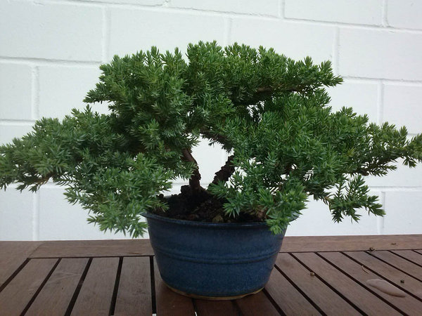 juniperus_procumbens1.jpg
