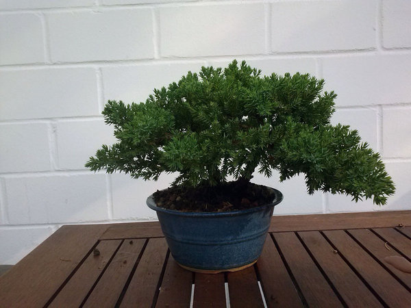 juniperus_procumbens3.jpg