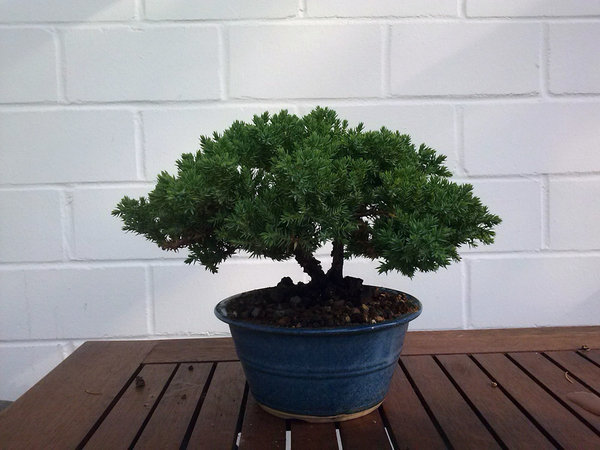 juniperus_procumbens4.jpg