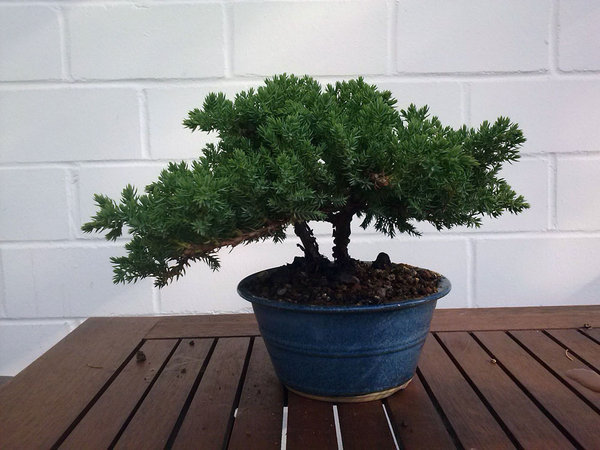 juniperus_procumbens5.jpg