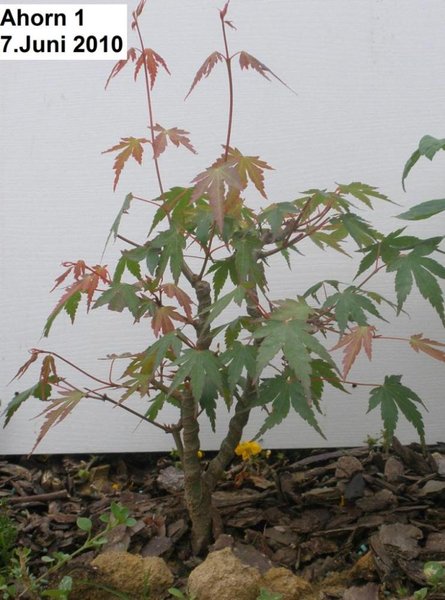 1 Baum 1 07.06.2010.JPG