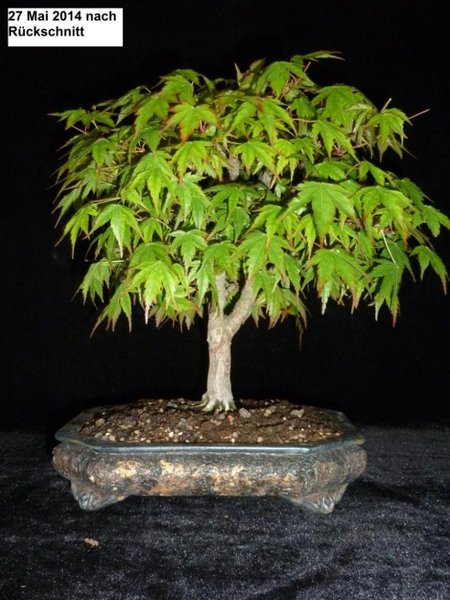 14 Baum 1 27.05.2014 nach Rückschnitt.JPG
