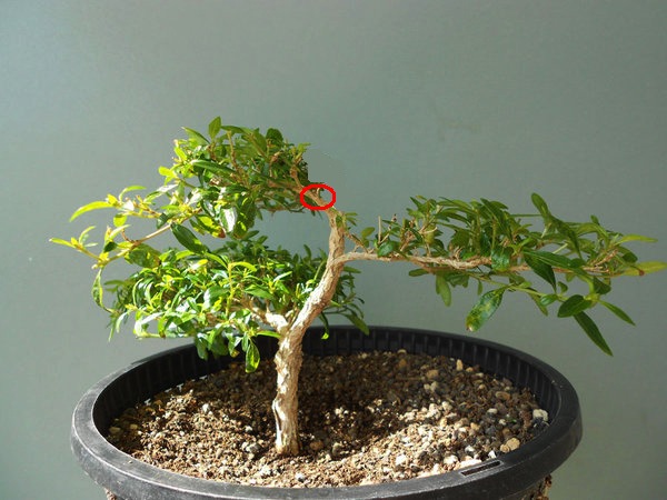 Serissa1.jpg