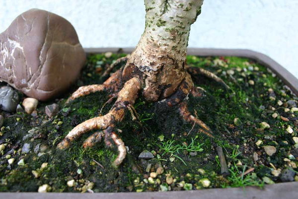Schnürwurzel 2012