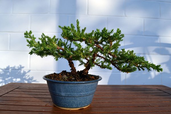juniperus_procumbens3.jpg