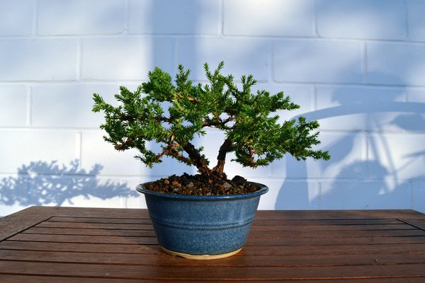 juniperus_procumbens4.jpg