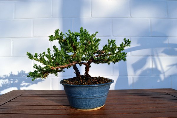 juniperus_procumbens5.jpg
