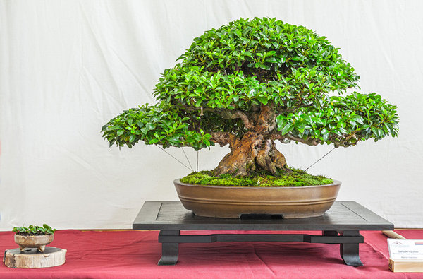 bonsai_triennale_2014_063.jpg