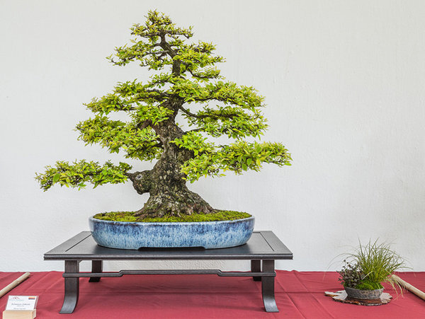bonsai_triennale_2014_070.jpg