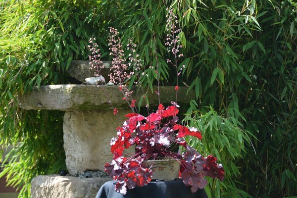 Heuchera dingsbums