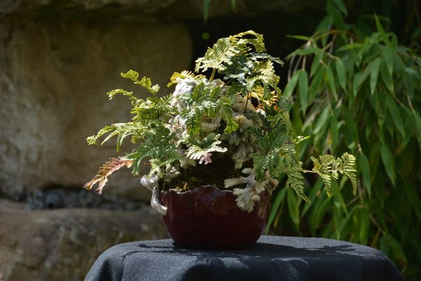 DSC_2593.JPG