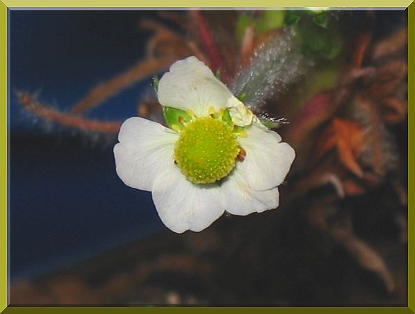 knackelbeere_01_2006_bluete_1.jpg