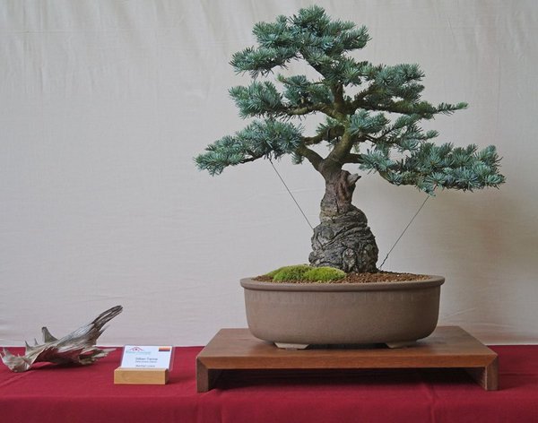 Abies procera 'glauca', Manfred Lorenz