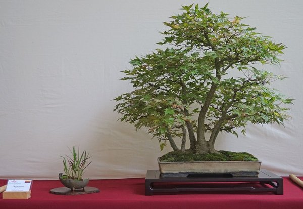 Acer palmatum, Andreas Meichsner