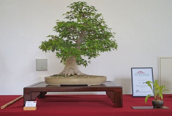 Acer palmatum, Jürgen Denk, Nominierung