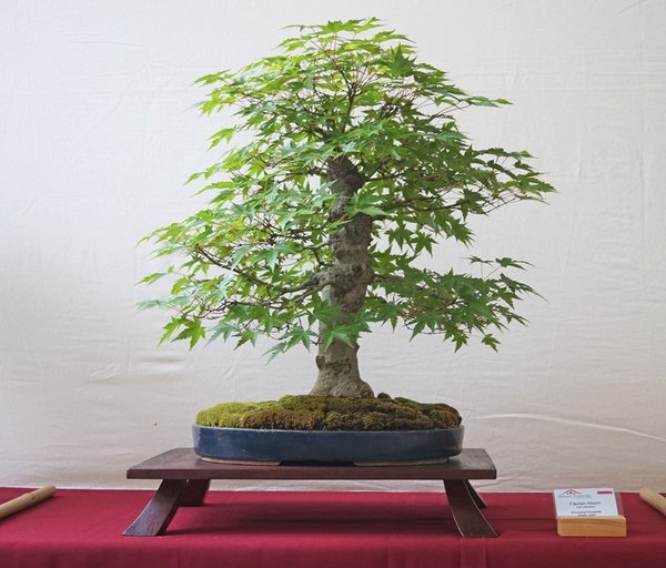 Acer palmatum, Krzysztof Kowalski