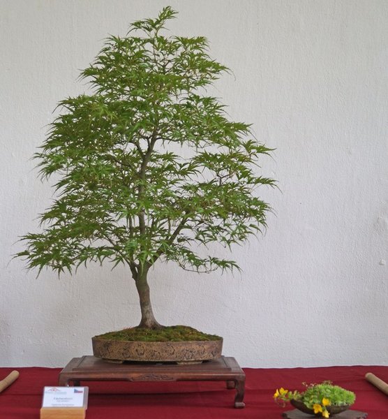 Acer palmatum, Vladimira Komurkova
