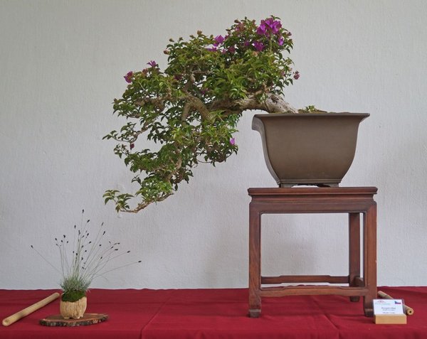 Bougainvillea glabra, Miroslav Horsky